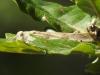 Oedipoda sp.